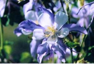 columbine