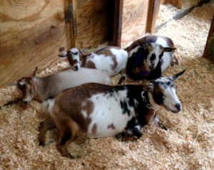 Blessings in the Barn by Jill Maple-Thomas, Sinai Thunder