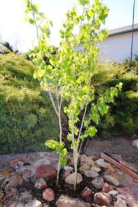 ALT="aspen tree in April"