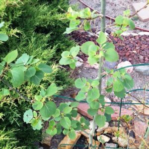 ALT="aspen tree in August"