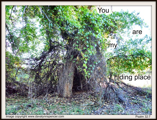 ALT="Hollow tree"