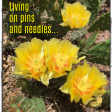 ALT="prickly pear cactus flowers"