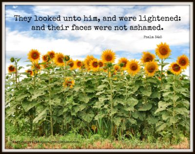 ALT="Sunflower field"