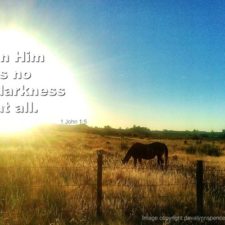 ALT="Horse in field, no darkness at all"