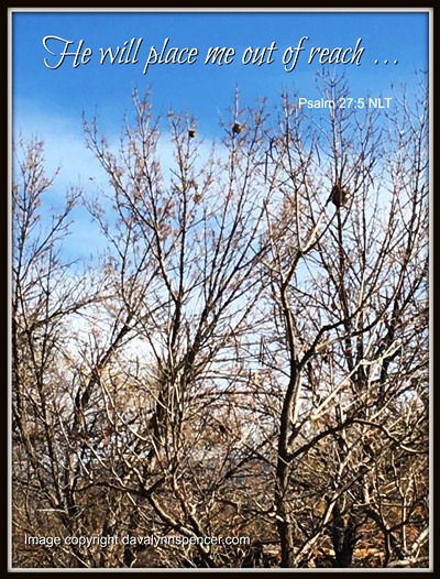 ALT="bird nests in bare trees"