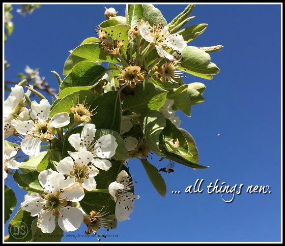 ALT="Pear tree blossoms and a bee"