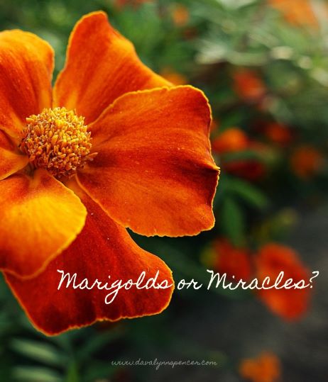 ALT="marigold"