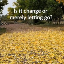 ALT="fallen yellow leaves)