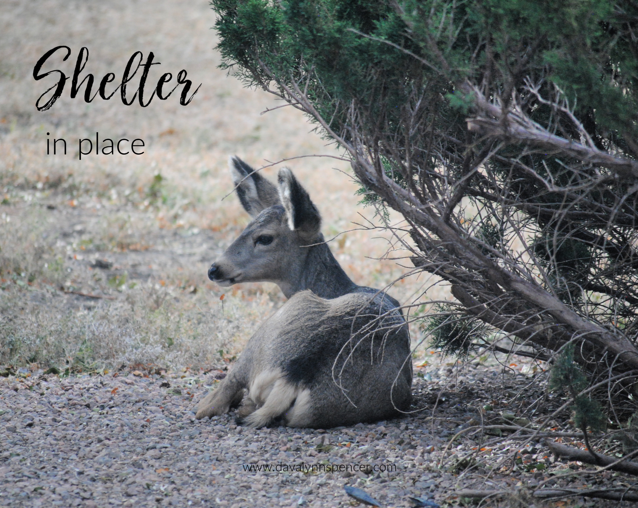 ALT="fawn sheltering under juniper bush"