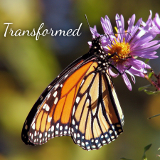 ALT="monarch butterfly on flower"