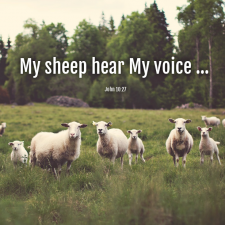 ALT="sheep in green field"