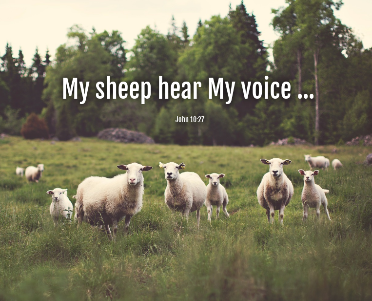 ALT="sheep in green field"