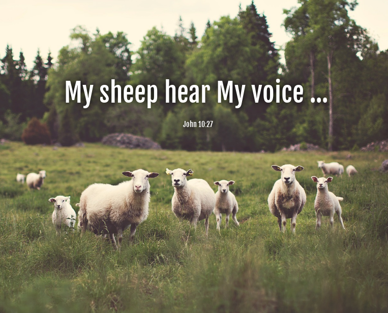 my-sheep-hear-my-voice-davalynn-spencer