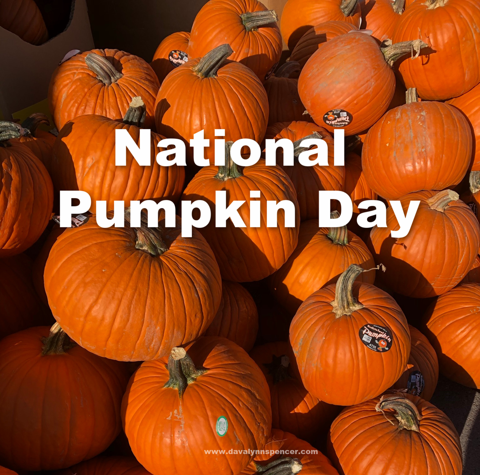 Pumpkin Nation - 