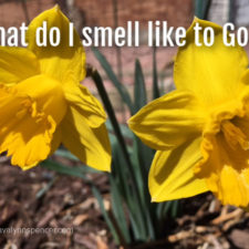 ALT="daffodils"