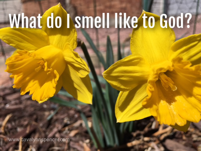 ALT="daffodils"