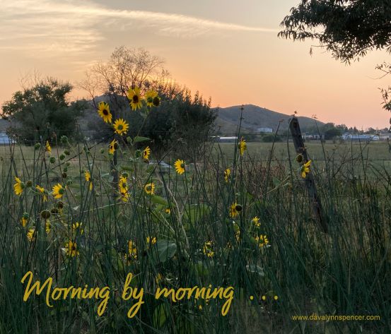 ALT="sunrise over sunflowers"