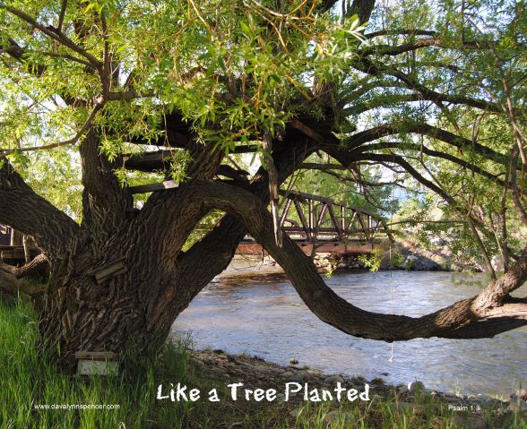 ALT="tree by a river"