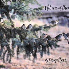 ALT="sparrows on a pine branch"