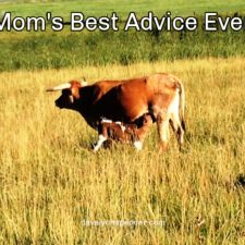 ALT="cow and nursing calf in pasture"