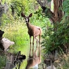 ALT="deer in a stream"