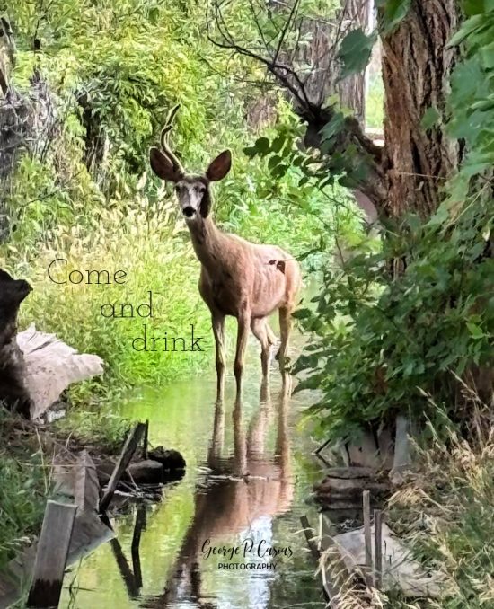 ALT="deer in a stream"