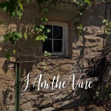 ALT="grape vine on stone wall"