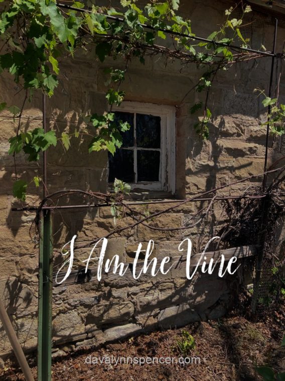 ALT="grape vine on stone wall"