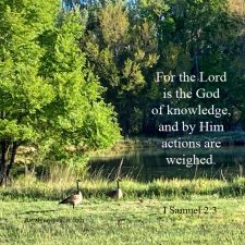 ALT="geese by pond"