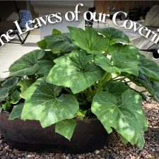 ALT="giant leaves of a summer squash plant"
