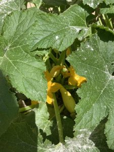 Summer squash