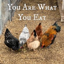 ALT="chickens"