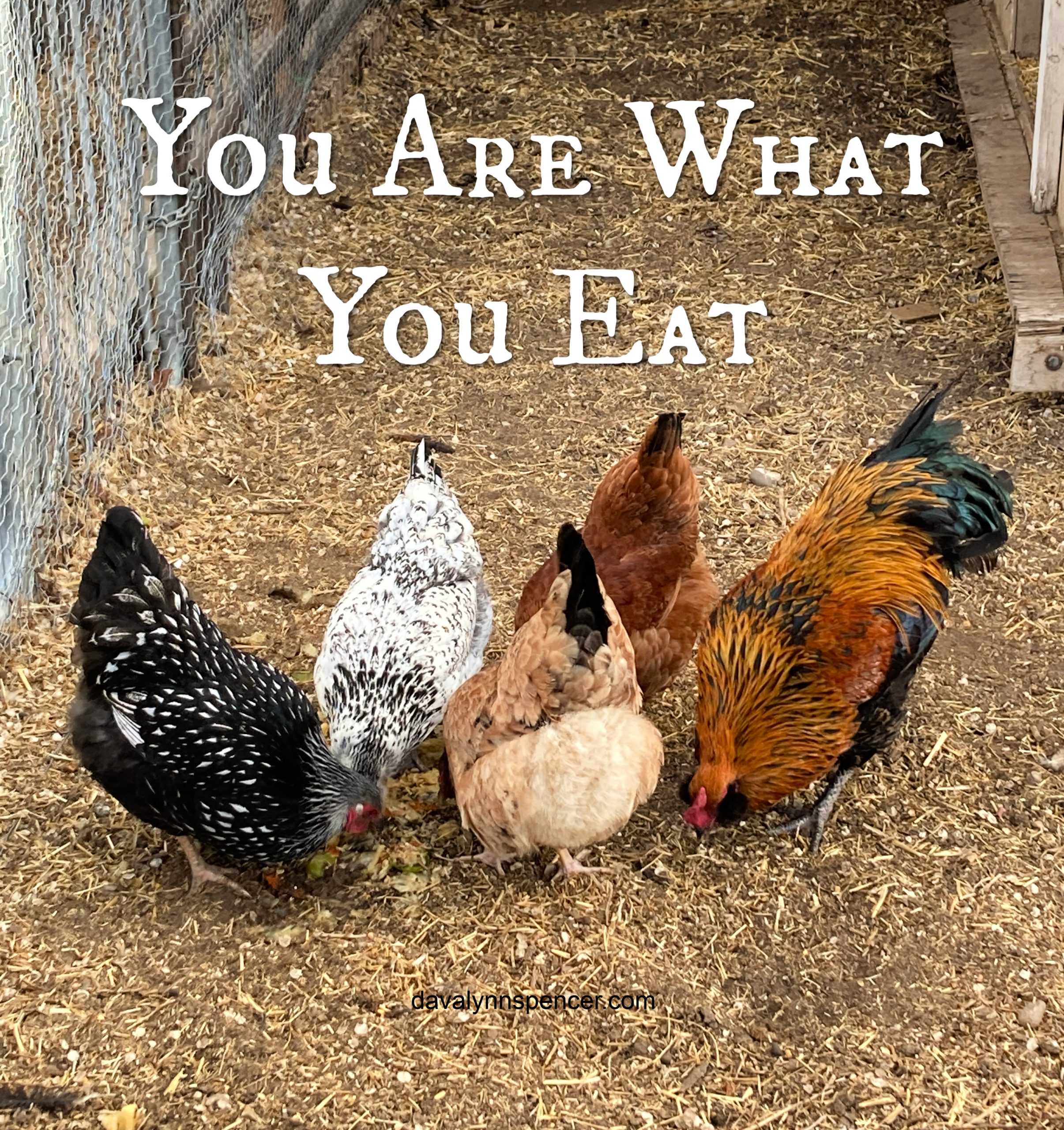 ALT="chickens"