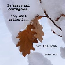 ALT="snow on oak leaf"