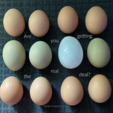 ALT="real eggs and fake"