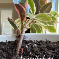 ALT="rubber fig plant"
