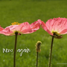 ALT="two orange poppies"