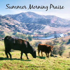 ALT="cows on a green hill"