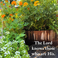 ALT="garden flowers"