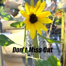 ALT="littlest sunflower"