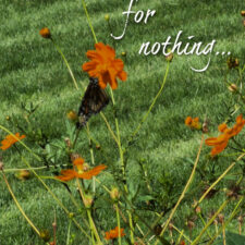 ALT="butterfly on orange cosmos flower"
